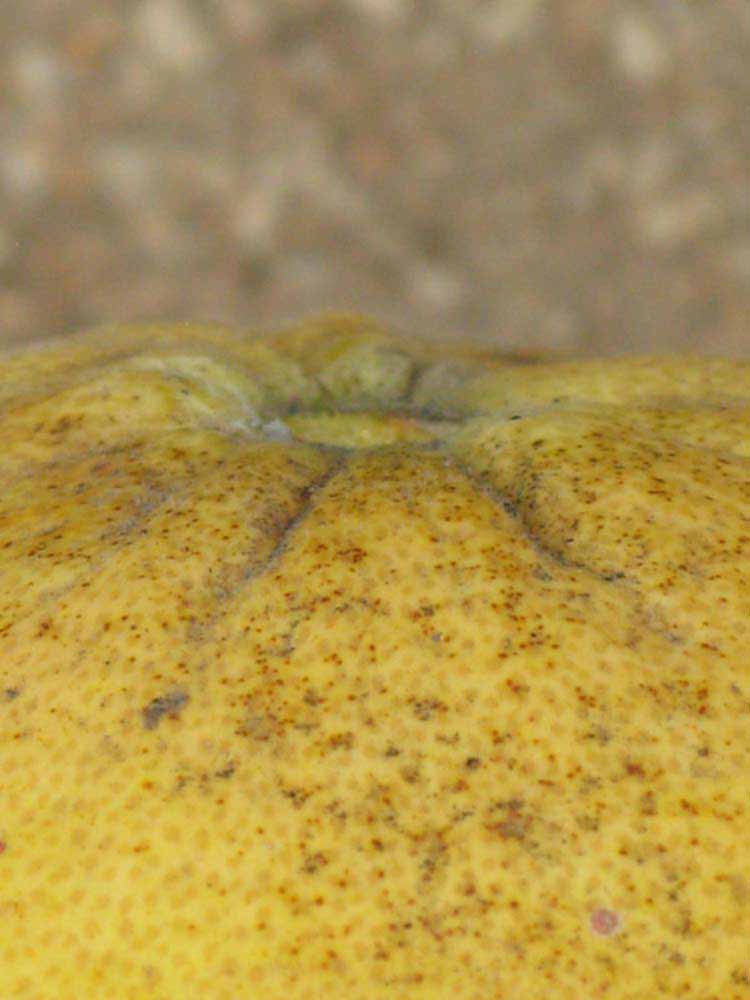            Fruit (Riverside, CA)   